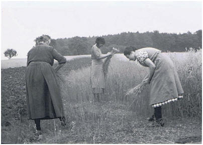 Wasenbacher Frauen bei der Getreideernte